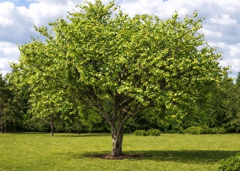 Ciruelo: el árbol ideal para patios pequeños