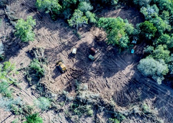 La pérdida de bosques en el norte argentino creció 40% en 2025