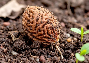 Del carozo a la mesa: cómo cultivar un duraznero en tu hogar