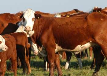 Frenaron el traslado de ganado correntino al detectar que tenían garrapatas
