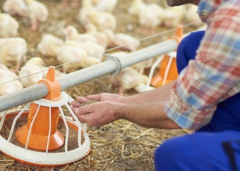 Fijaron nuevos salarios para trabajadores avícolas: cuánto cobrarán entre enero y mayo de 2026