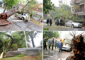Responsabilidad civil por los árboles de la vía pública: ¿municipio o frentista?
