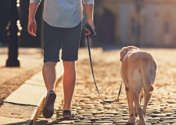 ¿Saliste hoy con tu perro?