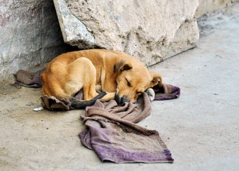 ¿Cómo ayudar a los perros callejeros?