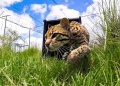 Con “Messi” como bandera, buscan reintroducir al ocelote en los Esteros del Iberá