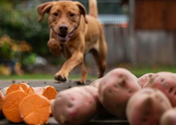 Batata para perros: por qué los veterinarios la recomiendan