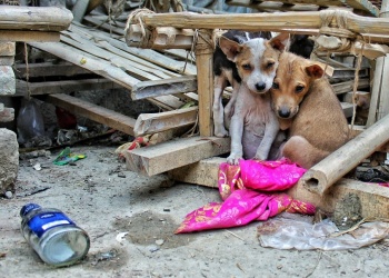 Formas  de ayudar a perros abandonados