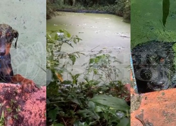 Eldorado: vecinos denuncian una “trampa mortal” para animales en un complejo abandonado