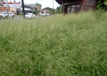 Terrenos baldíos en la mira, preocupa la falta de mantenimiento