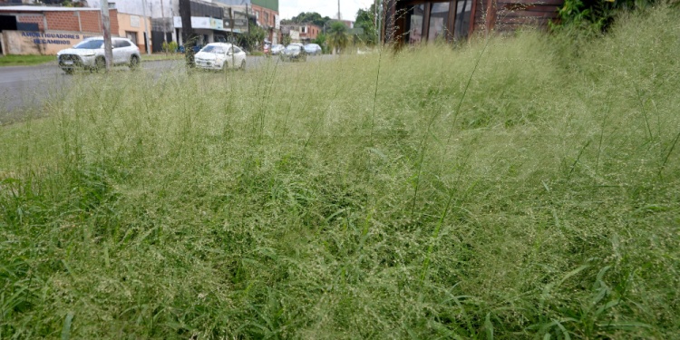 CRECIDO. En distintos barrios de la capital provincial se observan terrenos privados abandonados, como en la foto, sobre avenida Lavalle.