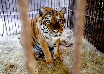 Trasladan dos osos y una tigresa del ex zoológico de Luján a santuarios en Europa