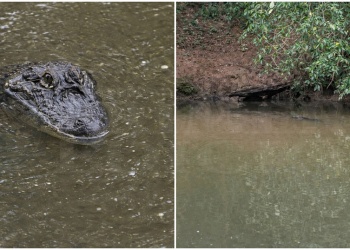 25 de Mayo: alertan por la presencia de un yacaré en camping a la vera del arroyo Torto