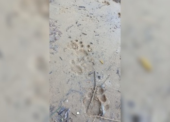 Parque Nacional Iguazú: registran el paso de un ejemplar hembra de yaguareté y sus dos crías