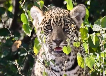 Confirman un segundo nacimiento de yaguareté en El Impenetrable