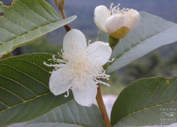 Sentido de supervivencia