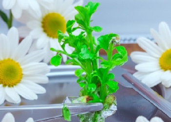 La Biofábrica entregó plantas madres de crisantemos a la Cooperativa Misioflor