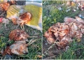 Hallaron más de 80 gallinas sacrificadas en presunto ritual en Formosa