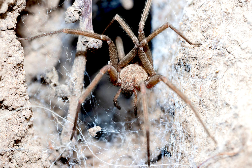 Qué hacer ante la picadura de una araña: claves para actuar a tiempo
