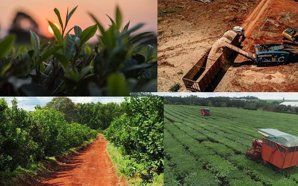 Cambios bruscos del tiempo impactan en cultivos y generan preocupación