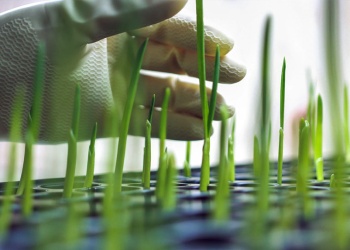 El Gobierno actualizó las reglas para organismos genéticamente modificados y sumó controles sobre su impacto comercial