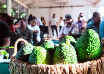 Medio centenar de productores se capacitaron en la producción de plantines injertados de palta