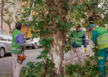 Planifican el operativo de poda que se hará entre mayo y agosto