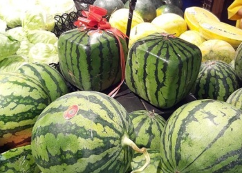 Sandías cuadradas se imponen cada vez más por la aceptación de clientes