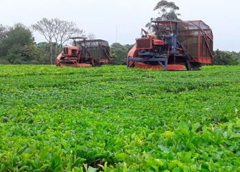 La zafra del té se achica en Misiones y los secaderos frenan antes de tiempo