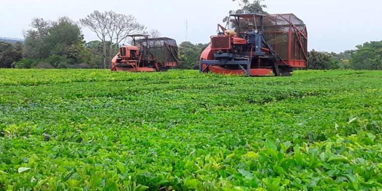 Crisis en la zafra tealera de Misiones: suba de costos, caída de la demanda y cierre anticipado de secaderos