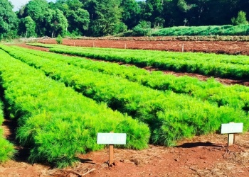 Innovar y transformar: los viveros forestales, socios estratégicos