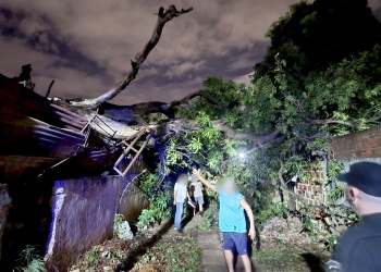Un susto que pudo ser tragedia: un árbol centenario se desplomó sobre dos casas pero no hubo heridos