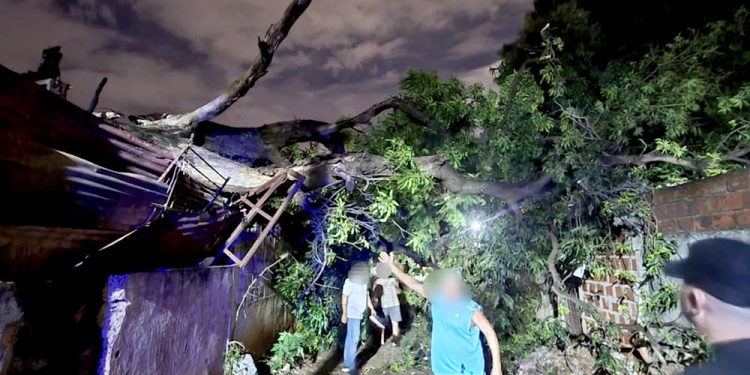 Efectivos policiales y bomberos trabajando en la remoción de un árbol caído sobre una vivienda en la Chacra 93 de Posadas.