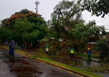 Posadas: tras el paso de la tormenta, se comenzó con las tareas de despeje, cortes y recolección