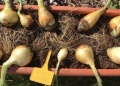 Técnicas para cultivar cebollas  en casa sin semillas y en maceta