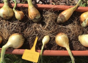 Técnicas para cultivar cebollas  en casa sin semillas y en maceta