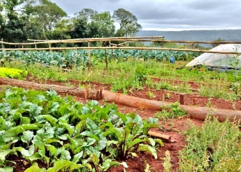 Qué están plantando los que se animan a cambiar en Misiones