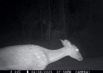 Ciervo axis con presencia en Salto Encantado, situación que preocupa