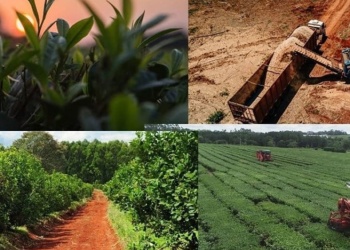 La economía provincial ganó terreno en el peso del PBG total del país