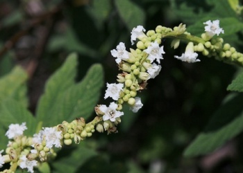 Ecosanación: sentido común,  necesidad y ego