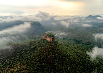 Estudio advierte que el cambio climático acorta el período de floración en el Cerrado brasileño