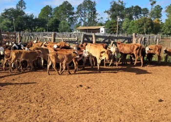 Corrientes: 18 vacas murieron de hambre