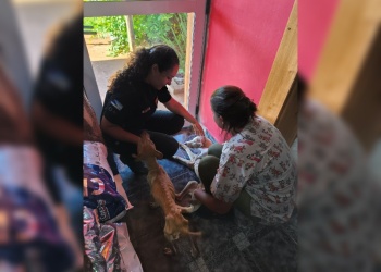 Rescataron tres perros en grave estado de abandono en Santo Pipó