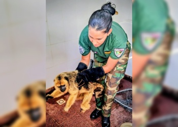 Hallaron un mono carayá sobre la ruta en Posadas y lo llevaron a resguardo