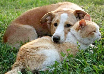 El enemigo invisible de perros y gatos: alertan por la falta de prevención de parásitos