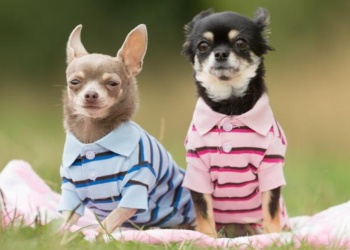 Ni bebés, ni personas: por qué no hay que humanizar a las mascotas