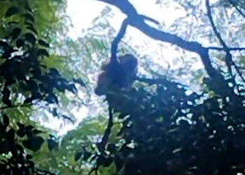 Preocupación en Villa Cabello por un mono carayá que lleva varios días en un árbol