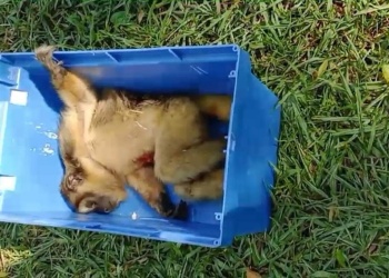 Rescataron a un mono herido en el patio de una casa en Posadas