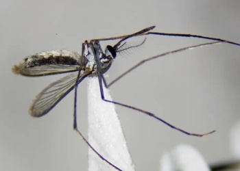 Investigadores argentinos identificaron una nueva especie de mosquito en Corrientes