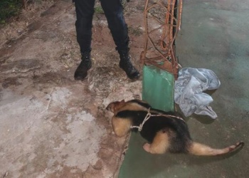 Oso melero fue rescatado por una agente policial de morir atropellado sobre la ruta Nacional 12