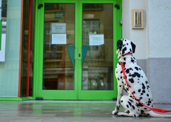 No dejes a tu perro atado en la puerta del  supermercado